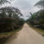 Mentri Kehutanan Melalui Direktorat Jenderal Pengelolaan Hutan Lestari atau Direktorat Jenderal Konservasi Sumber Daya Alam dan Ekosistem Serta Mentri BPN/ATR Harus Berikan Sanksi Berat Para Pelaku Deforestasi Hutan Kampung Jao Timpeh Dharmasraya